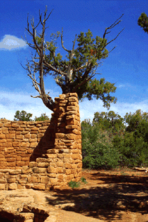 Cedar tree tower